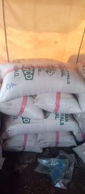 White quality pest free and organic pigeon pea Organic Yes Origin Nigeria Degree of Processing Dried - Image 2