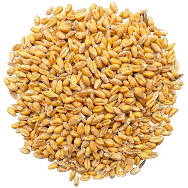 Milling wheat Grade AA Quality Premium Type WHEAT GRAIN Damaged Grain 2% Max Packaging 50 KG BAGS Weed Impurities 2% Max - Image 2