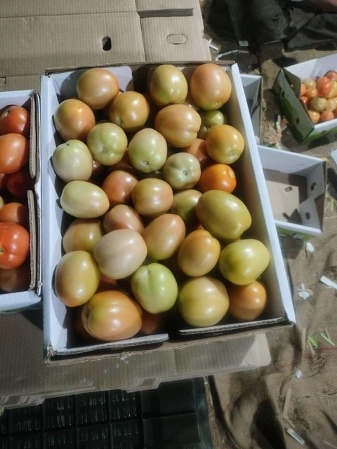 Fresh Tomato Grade A Origin Nashik, India Weight (kg) 5 Kg Net Place of Origin India Color Green (Unripe), Red Texture Firm With Fresh Flesh - Image 2