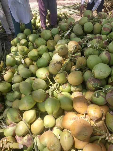 Coconut Form Whole Organic Yes Origin India Degree of Processing Fresh - Image 2