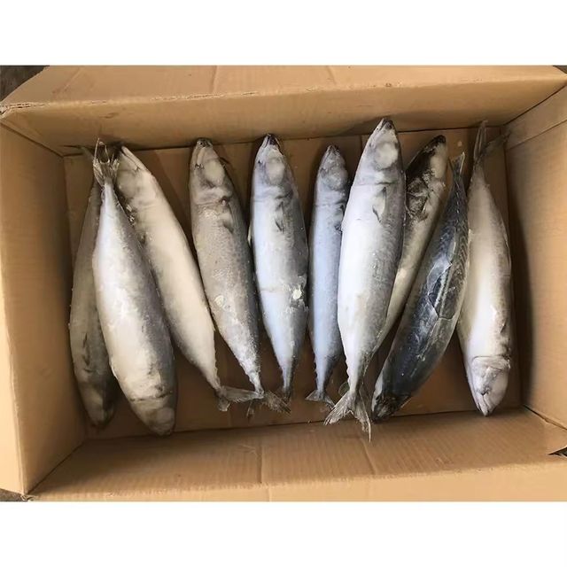Frozen Mackerel Fish Deep Sea Harvested Seafood Offering Excellent Texture And Fresh Taste For Bulk Importers - Image 3