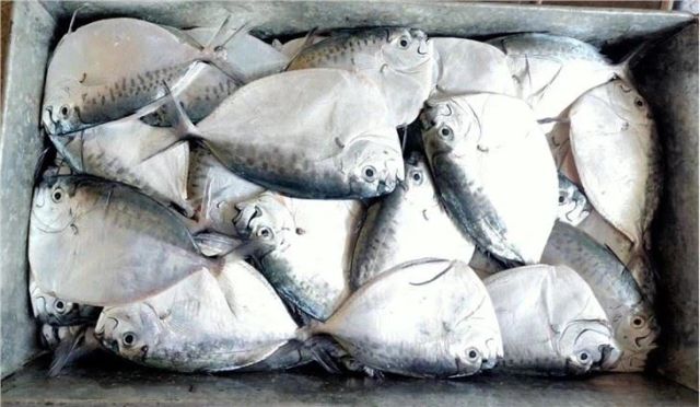 Frozen Moonfish Frozen Seafood Sea Frozen Fish - Image 4