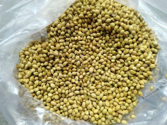 Coriander - Image 2