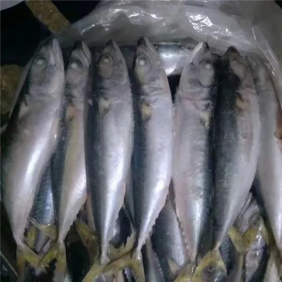 Fresh Frozen Japanese Jack Mackerel Nw 9kgs Gw 10kgs Style Whole Origin China Model NO. H-M Processing Bqf Package - Image 6