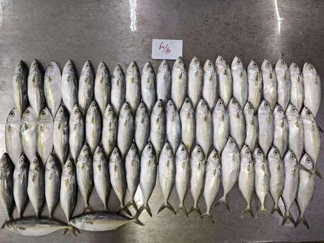 60-80 Indian mackerel Origin China Quality Grade AAA Storage Temperature -18°C Or Below Packaging Details 60-80 Pcs Per 10 Kg Carton With 10% - Image 3