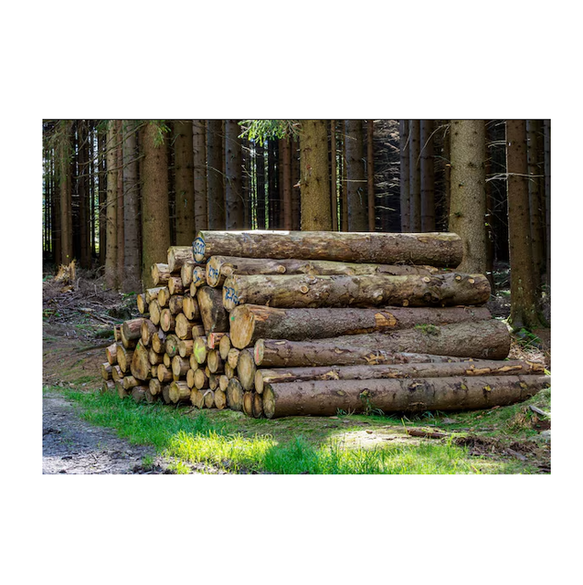 Fresh Cut Spruce Logs - Wholesale Prices for Bulk Orders - Image 4