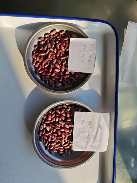 Premium Purple speckled kidney beans, Natural Dried Grade A Non-GMO High Protein Nutritious Beans - Image 3