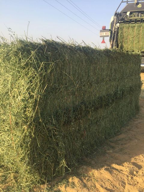 premium Alfafa Hay for Animal Feeding Stuff Alfalfa - Alfalfa Hay /Alfalfa Hay pellets - Image 3