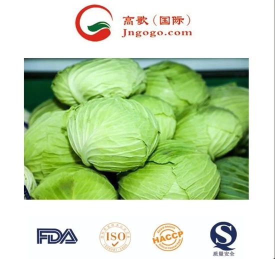 Handpicked Premium Quality Chinese Cabbage Kind Fresh Size 1.5kg Color Green Origin China Trademark GOGO HS Code - Image 1