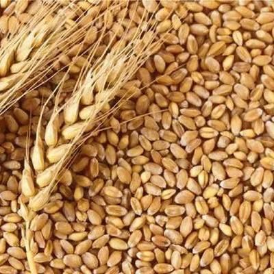 100% Pure Whole Wheat Grains Export Quality, - Image 3
