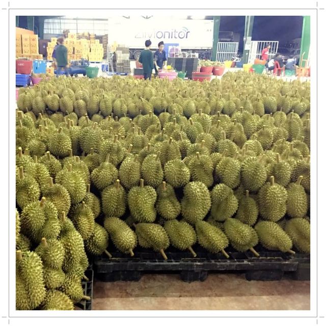 New crop 2021 - Fresh Durian from Thailand Quality A and B , Fresh Durian fruits for sale - Image 1