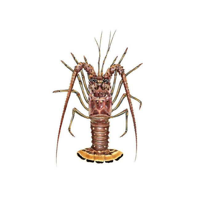 Frozen smooth tail lobster with firm meat for global buyers - Image 3