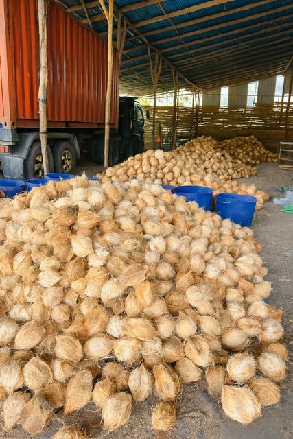 Semi Husked Coconut Grade Premium Origin Indonesia Features Organic Shape Whole Coconut Color Natural Brown Shelf Life Up To 60 Days - Image 4