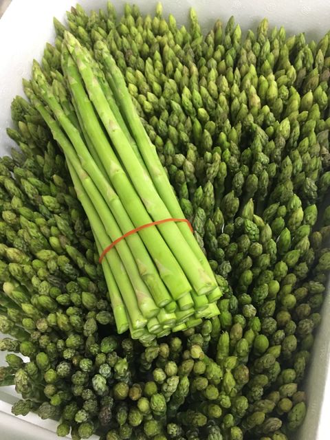 Wholesale Fresh Asparagus Grade A OEM Support Customized Size Weight Package from Thailand Organic Premium Product s - Image 6