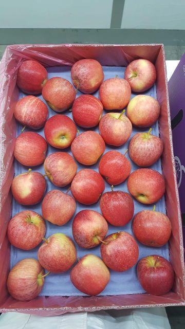 Fresh Gala Apples, Fresh Granny Smith Apples, Fresh Pink Lady Apples - Image 3