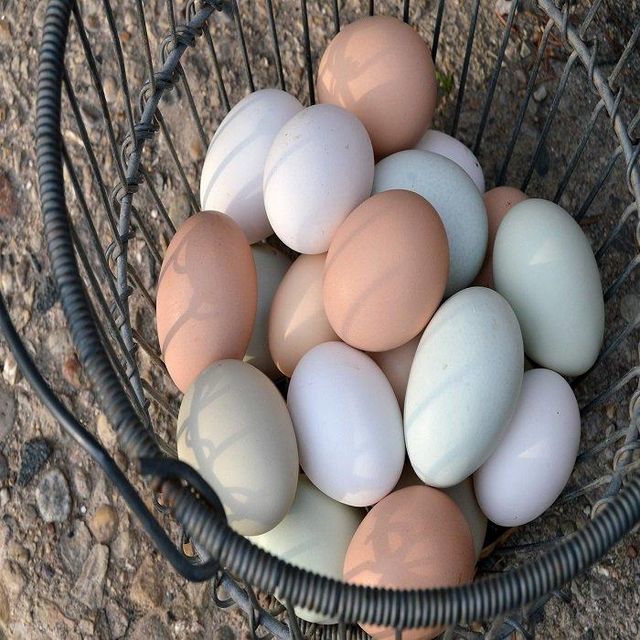 Fresh Brown Eggs Premium Grade Available in Bulk Supply with Factory Price and Fast Delivery - Image 4