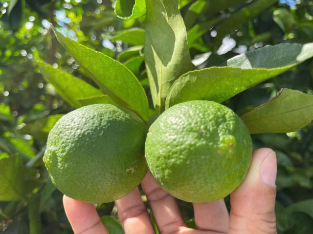 Seedless Lime - Image 3