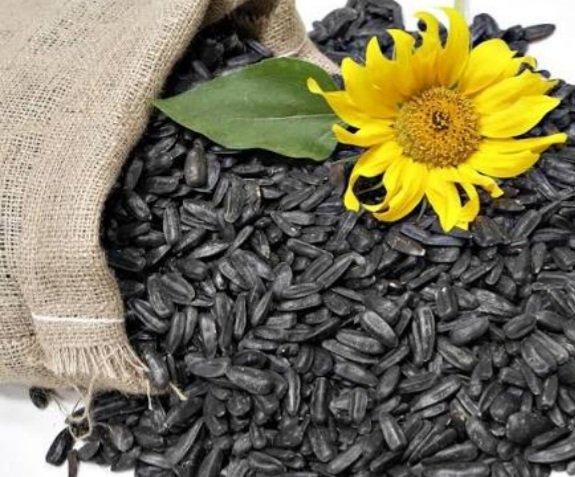 Sunflower seeds - Image 3