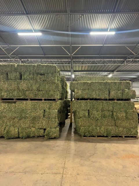 Alfalfa Hay - Image 3
