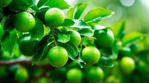 Fresh Lemon, Green Lime - Image 5