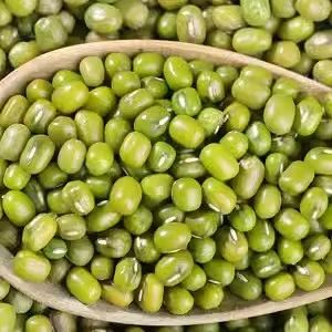 New Crop Green Mung Bean with 3.0mm Size - Fresh Green Mung Bean and 3.0mm Size Mung Bean - Image 4