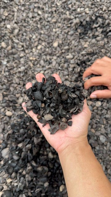 Palm Kernel Shell - Image 1