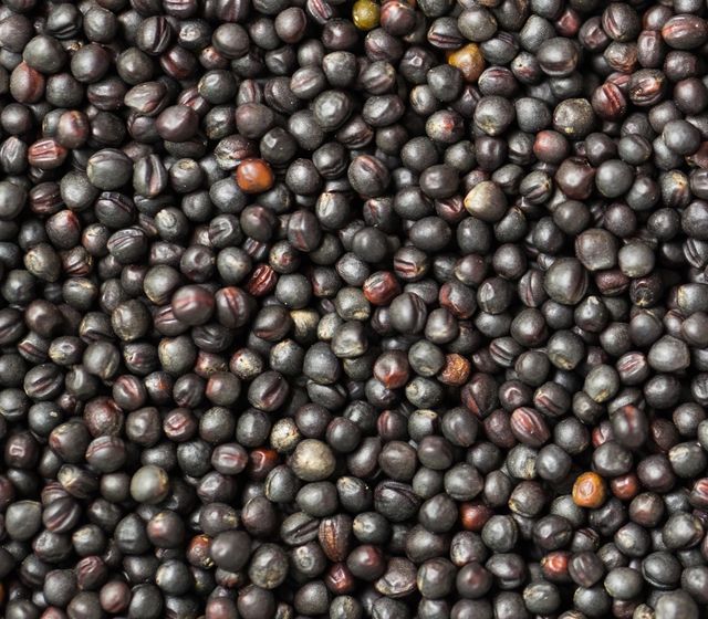 Canola Seed For High Yield Agriculture Productive Oilseed Crop With Quality Grains Suitable For Farming Processing – product photo 4, product detail gallery