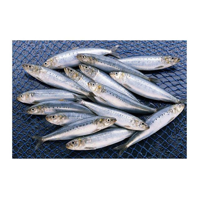 Wholesale Frozen Sardine Fish Premium Quality Cut Other Features Organic Freshness Level Frozen Degree of Processing Cured - Image 4
