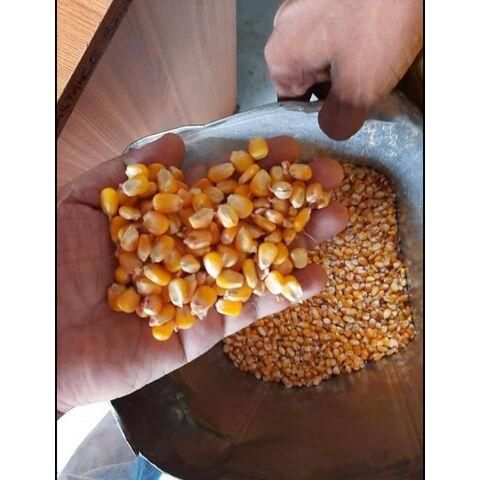 Yellow Corn / Maize & White Corn / Maize for Human & Animal Feed - Image 3