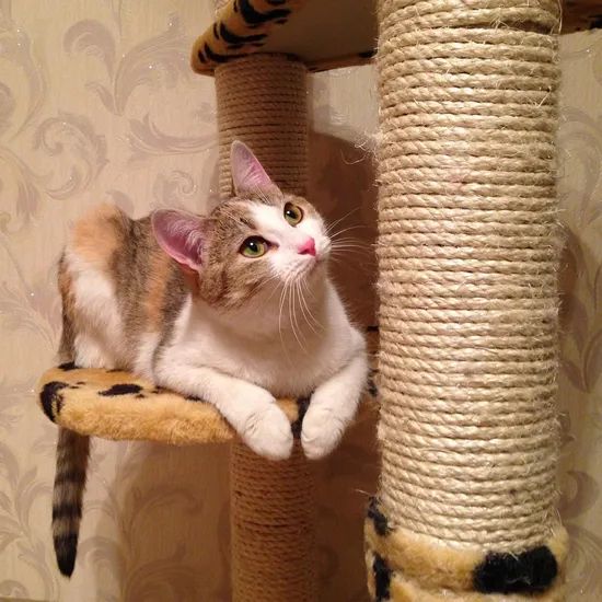 5mm Jute Rope Crafts Projects Cat Scratcher Scratching Post Tree Gift Wrapping Arts - Image 6