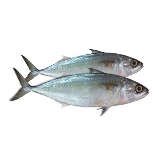 Frozen Mackerel Fish Export Quality Whole Round Selection With Clean Processing And Reliable Cold Storage Handling - Image 2
