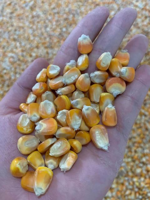 Yellow seeds Corn and Fresh Ginger - Image 3