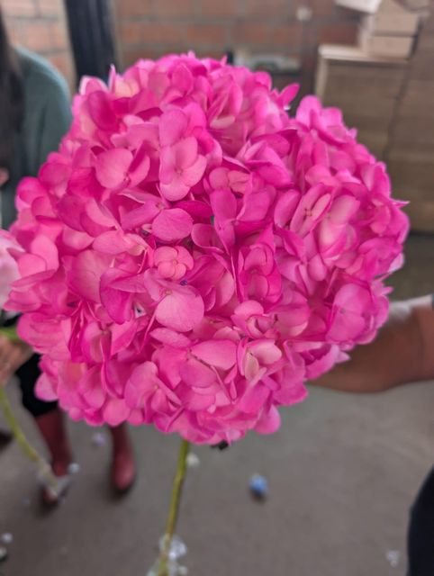 Fresh-cut Hydrangeas natural and tinted 10cm-24cm+ Origin Colombia Vase Life Excellent Grade Big head size Stem Strength Strong - Image 3