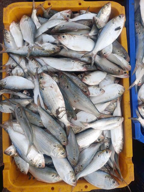 Frozen Sardine Fish Whole Round Size 60-150 Gr/pc Fob Price 1,20 Usd/kg Packing Block 10 Kg X 2 / Carton 20 - Image 3