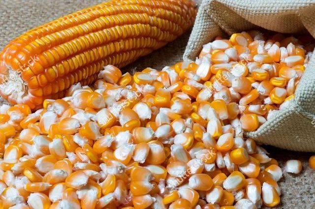 Top Quality High Protein Sweet Yellow Corn for Sale - Image 2
