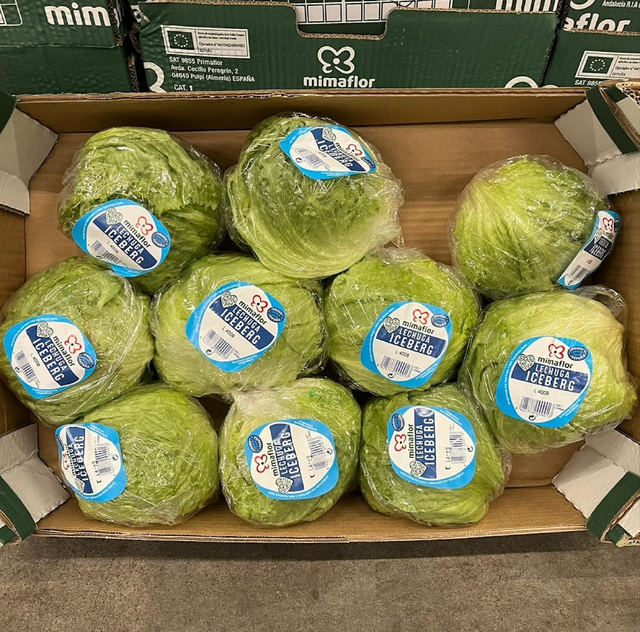 BUY CRISP FRESH HEALTHY GREEN LETTUCE PREMIUM QUALITY 10 HEADS PER CARTON FROM TRUSTED GROWERS - Image 3