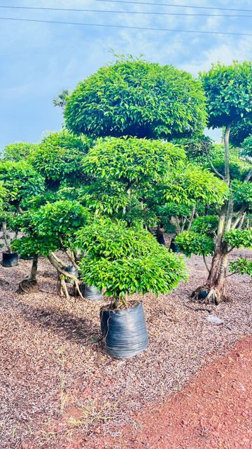 Ficus Topiyaris Plants - Image 2