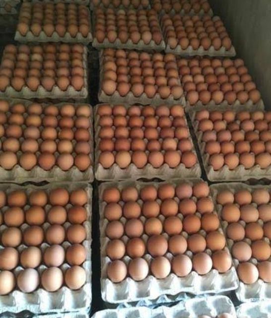 Fresh Chicken Eggs - Image 3