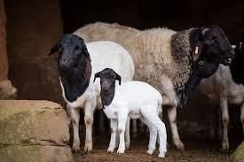 live sheep somali Grade 1 - Image 2