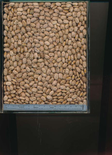 pinto beans – product photo 1, product detail gallery
