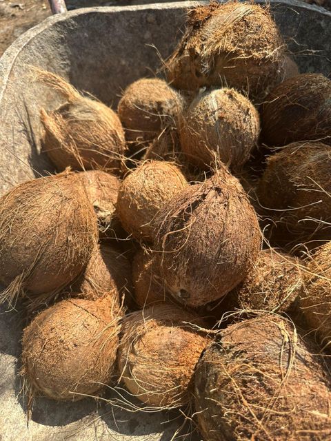 Semi-husked coconut Form Whole Origin Indonesia Degree of Processing Fresh - Image 1