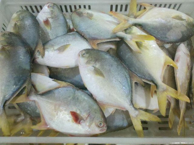 IQF Frozen Golden Pompano Pomfret-Premuim Grade A Content Fish Feature frozen Packing Iwp, Bulk Manufacturer Gelin Origin Fujian, China - Image 1