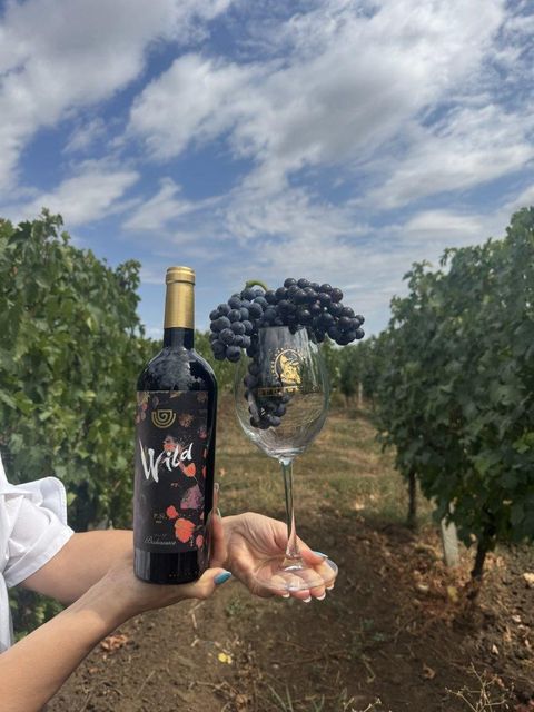 Wild Feteasca Neagra 2023 14%Alc still dry wine Color Dark Ruby Red Shelf Life Unlimited Variety Fetească Neagră Aftertaste Long And Velvety - Image 4