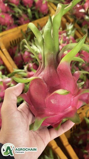 Dragon Fruit - Image 4