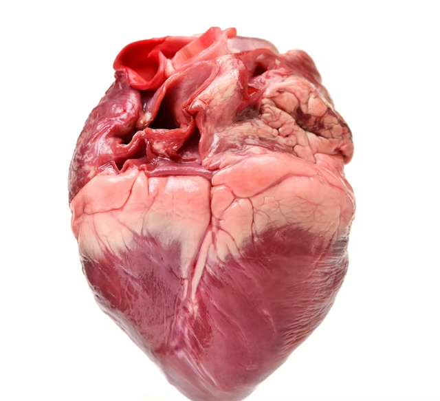 Frozen Pork Heart Superior Frozen Organ Meat Selection Delivering 97% Natural Meat Quality And Fresh Taste - Image 4