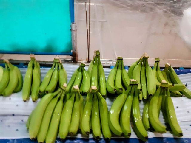 Cavendish Banana – product photo 2, product detail gallery