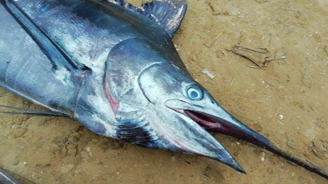 FROZEN SWORDFISH Shelf Life 2 YEARS Packaging RUNNING WEIGHT Packing Method Running Weight Pricing Basis Nwnc/ Nwfc/ Fwnc/ Fwfc - Image 2