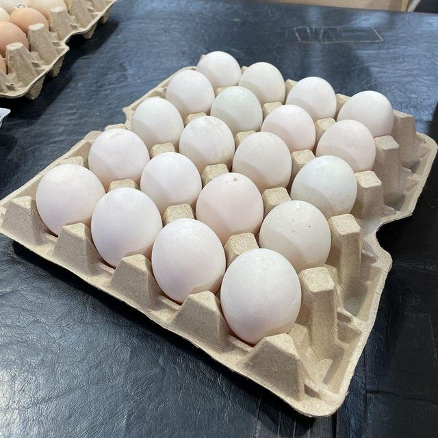 eggs - Image 5