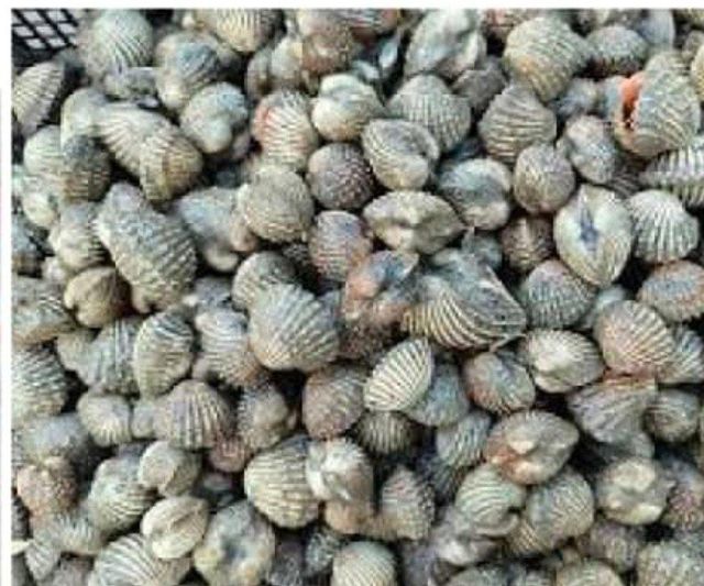 Seashells Organic Yes Catch Method Wild-Caught - Image 2