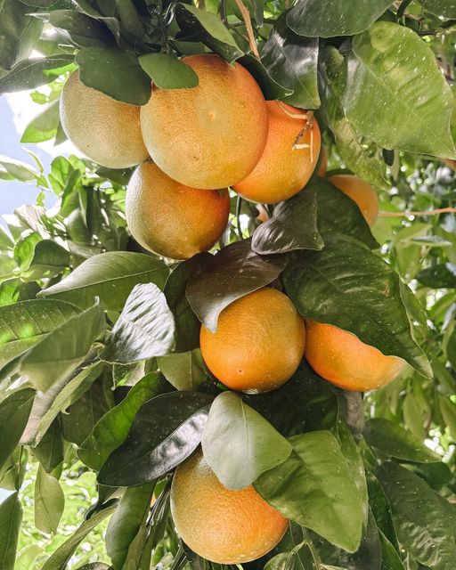 Fresh Quality Grapefruit Available Now Organic Yes Color Red, Yellow Origin South Africa Degree of Processing Fresh - Image 4